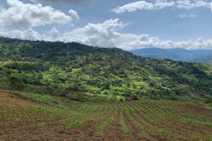 paisaje cultivo campo abierto