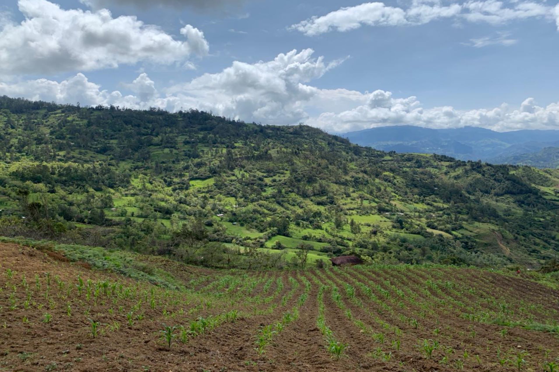 paisaje cultivo campo abierto